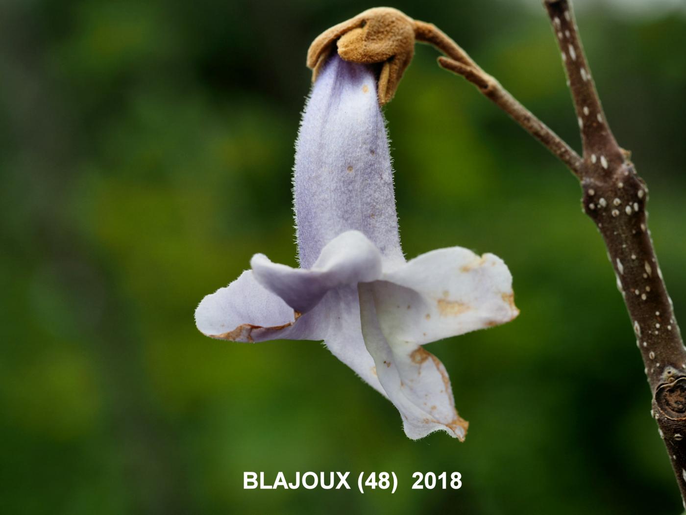 Foxglove tree flower